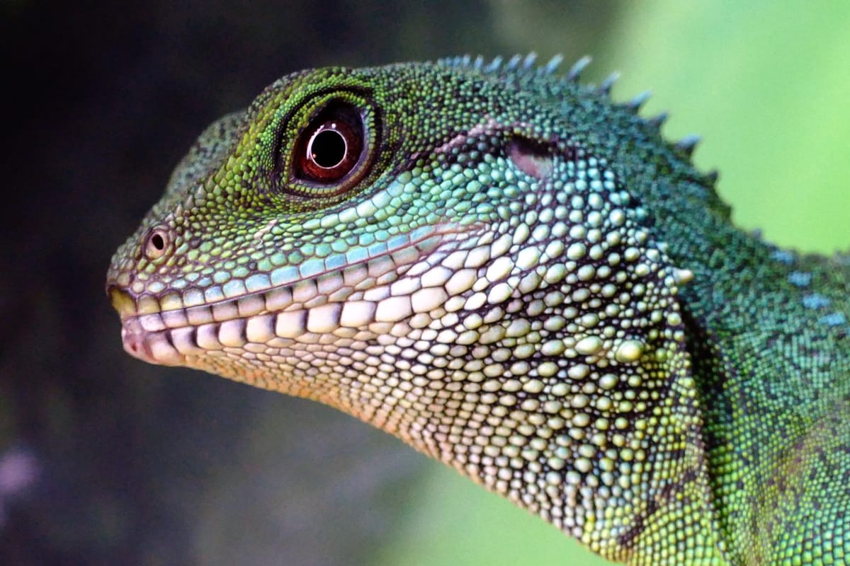 ShopTechTalks #25: Lizards & Pumpkins (en)