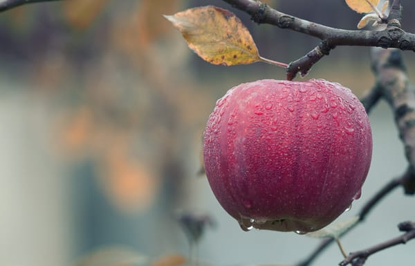 TWiST #132: Apple Pay in Deutschland
