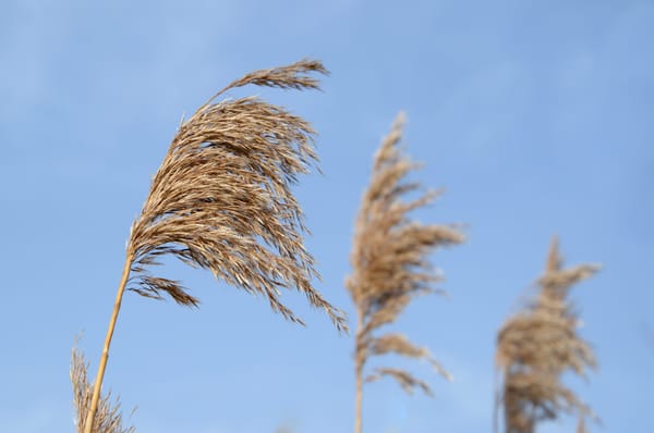 Magento 1.5-alpha: Import, import like the wind!