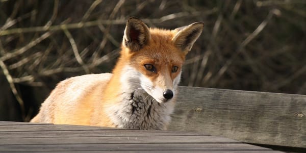 FOXX - Der E-Commerce-Accelerator